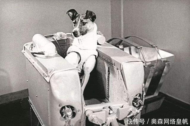 纪念碑 首个升上太空的流浪狗,至今还在宇宙,莫斯科为它设立纪念碑