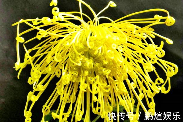 金凤|喜欢菊花,就养盆“菊中珍品”盘龙凤环,似金凤飞舞,千姿百态