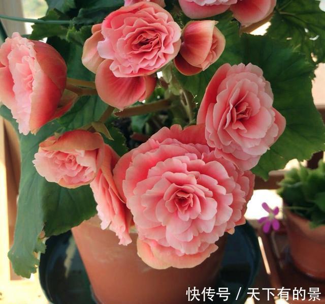 植株|这6种漂亮花,天一热就死,夏天别再买,白花钱养不活