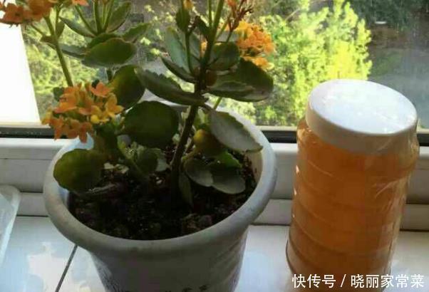 给长寿花“吃点肥料”，春节花苞特别多，大苗小苗肥肥壮壮