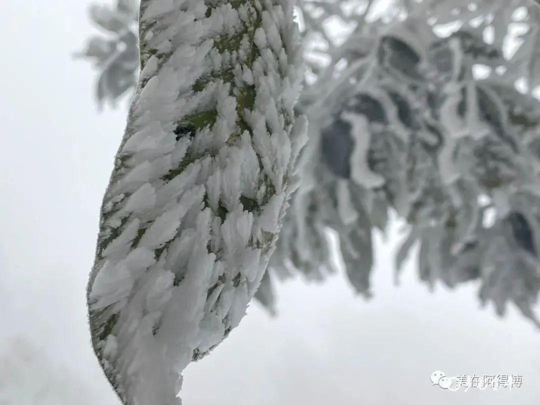 记忆 ｜寒潮再次来袭，还记得前几天的雪吗？