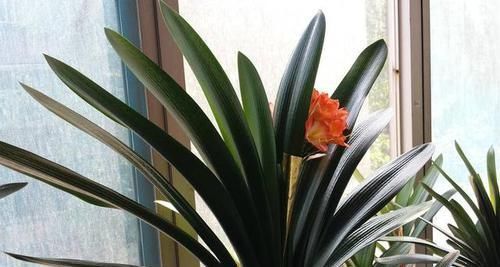 君子兰喜欢1种肥,盆土里挖洞埋一点,叶子比花美!