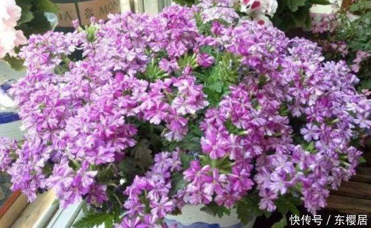 4种花是花卉中的劳模，给水就“疯长”，开花一簇簇，好养又漂亮