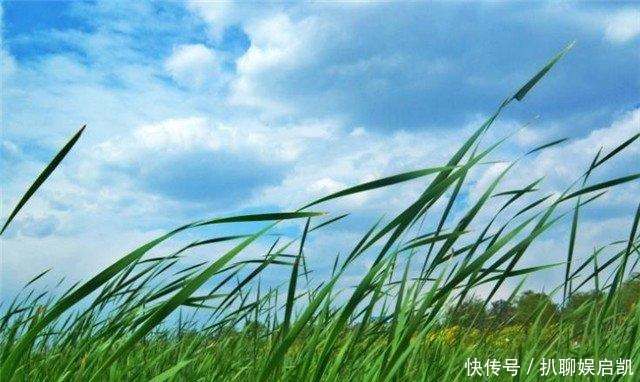“青青河畔草”,后半句并不是“悠悠天不老”,原句的意境更美