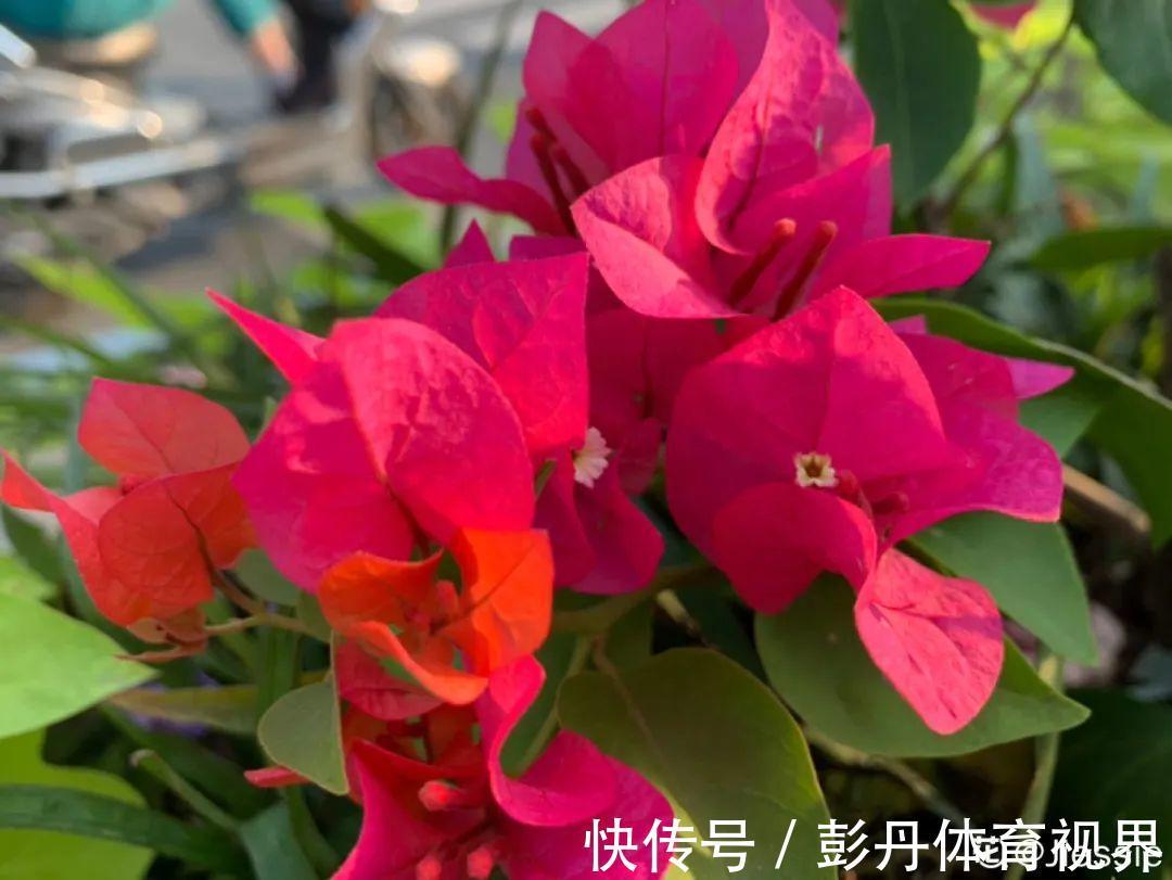 叶子|十月养这花,撸叶子、少浇水,10天冒出大花苞!