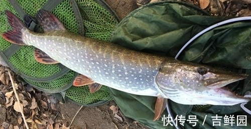 个头特别大，含肉率也多，钓鱼人喜爱的钓鱼对象，但很多人都放生