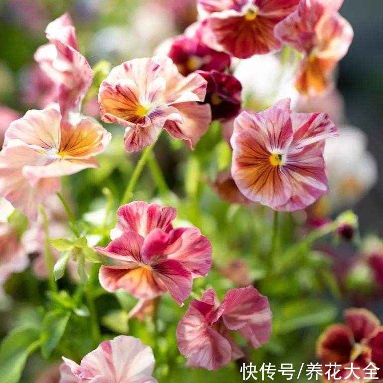 家里有个小窗台，养4种草花，过年开爆盆