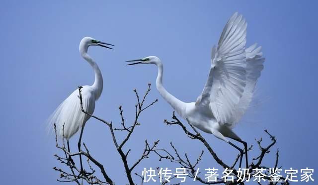 聊斋故事#聊斋故事:斗妾成仙