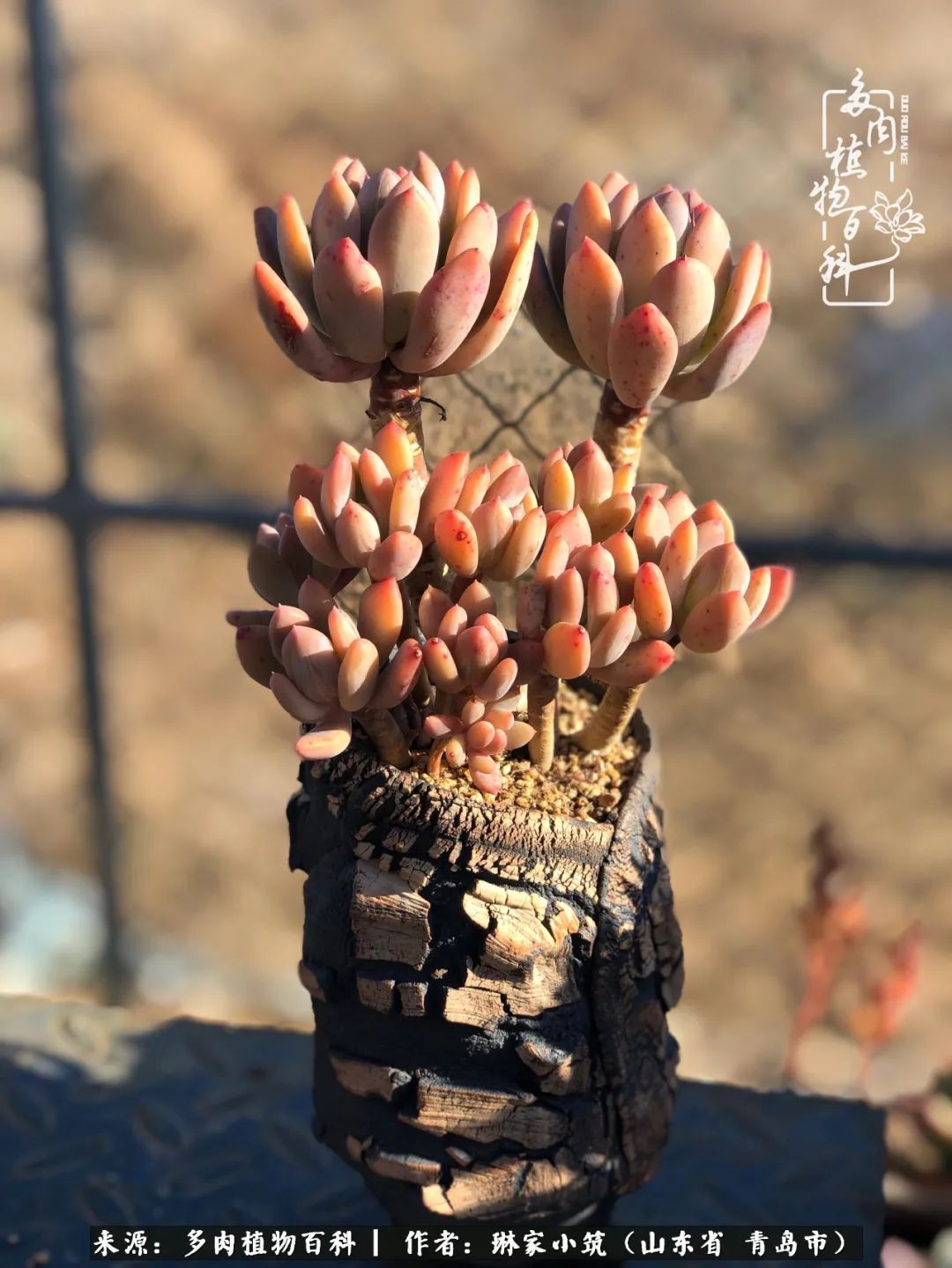 多肉|有史以来最厉害的一场寒潮，治好了我养多肉这些年的“坏毛病”