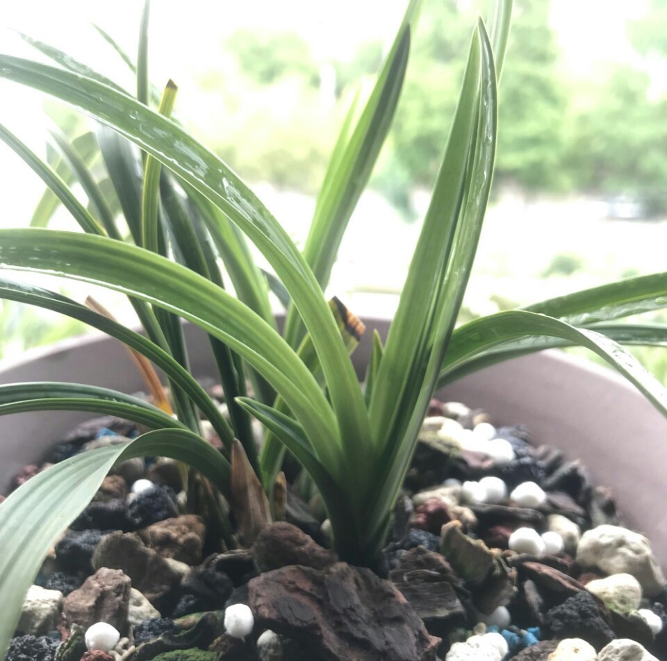 养兰花盆土老是有虫简单4招，盆土不招虫，不停蹭蹭冒新芽