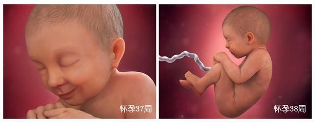 宝宝|胎儿40周变身记:从0.5厘米受精卵到50厘米宝宝,过程神奇