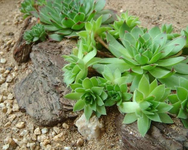 高温天气养观音莲，3个小技巧，侧芽不断长，1个月就爆满盆