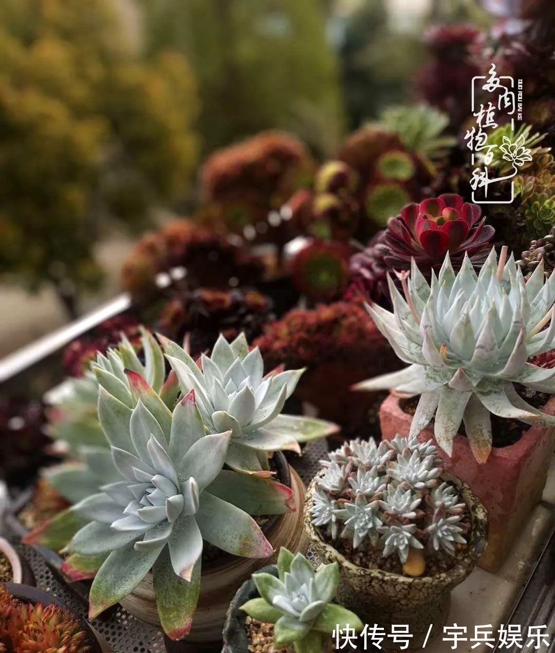多肉植物|养多肉三年多九万里悟道，终归诗酒田园！