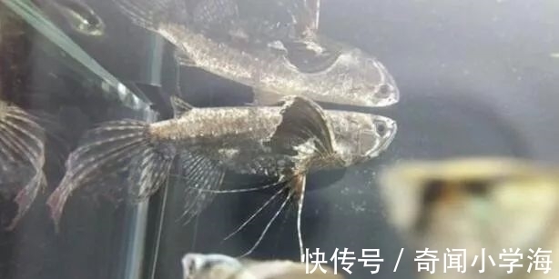 一种会 飞 的鱼 外形和蝴蝶相似 更为奇怪的是它动物名字 快资讯 一种会 飞 的鱼 外形和蝴蝶相似 更为奇怪的是它动物名字 快资讯