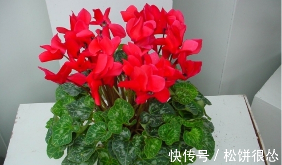 春天|养太阳花、长寿花、石竹,春天把握住“细节”,开花才漂亮