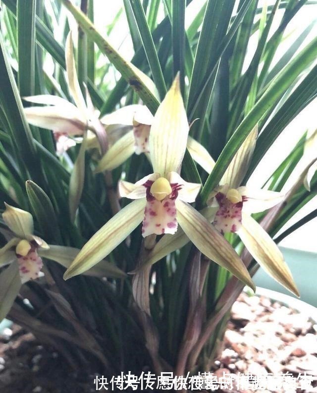 养兰花牢记“2勤、1控制”，即使养在塑料桶里，也能满盆冒花苞！