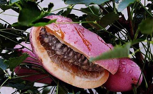 女性到了中年，推荐的食物，美容养颜，排毒抗衰，肌肤更细腻