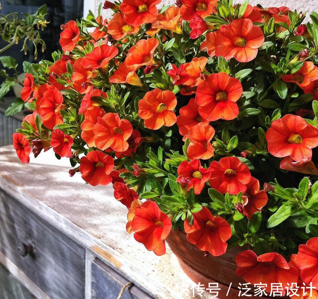 爆盆|矮牵牛想爆盆,这些基本养护方法你收好