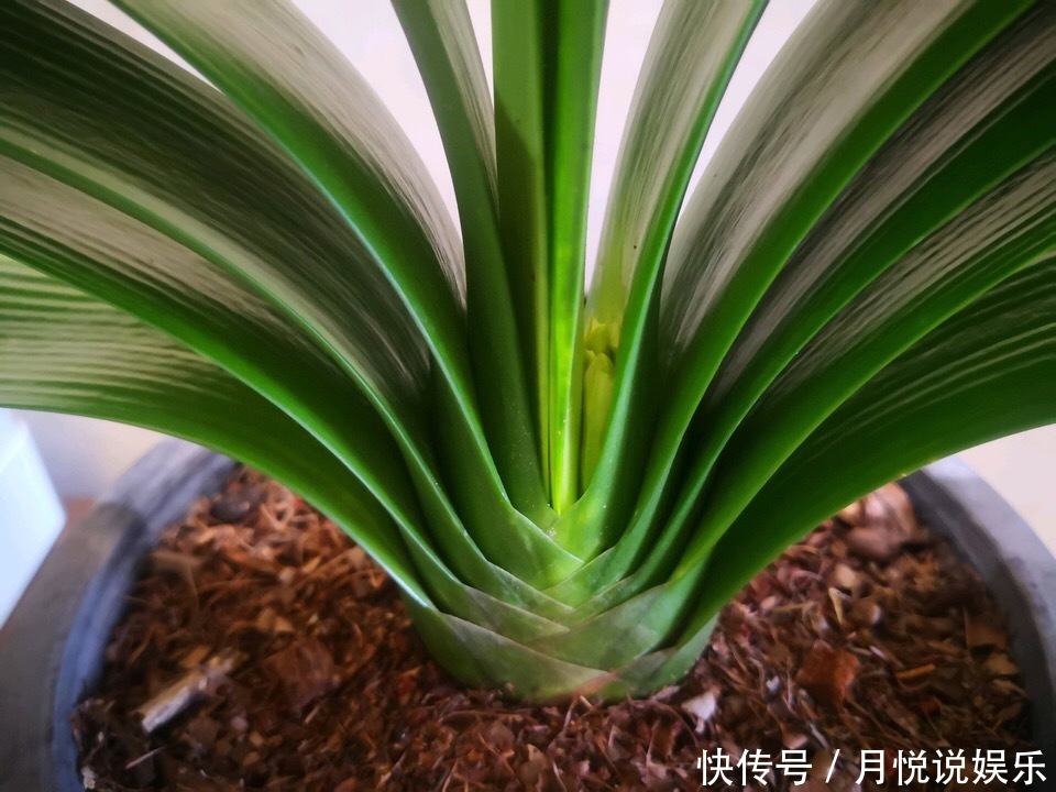 爆盆|养君子兰2年,不长新叶和新芽,学好5招,蹭蹭长爆盆,一学就会