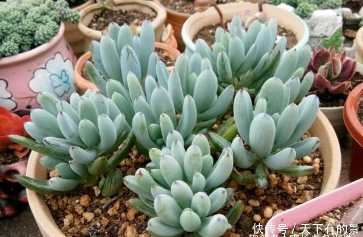 超级皮实,可以直接地栽,养成老桩以后非常有韵味的多肉——蓝松