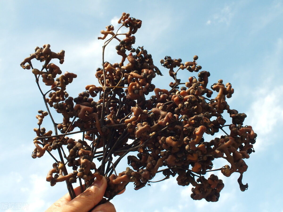 万字符|叫枣不是枣,上山一天能采几十斤,一斤十几块,泡酒是一绝