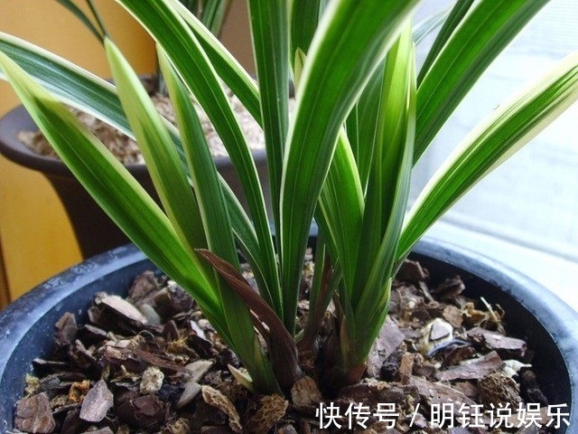 物理性质|兰花土里加1样东西，更适合兰花的生长，盆栽养10年都根壮叶绿