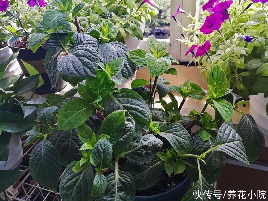 绣球无尽夏，春天怎样管理，花期才能让它花团锦簇？