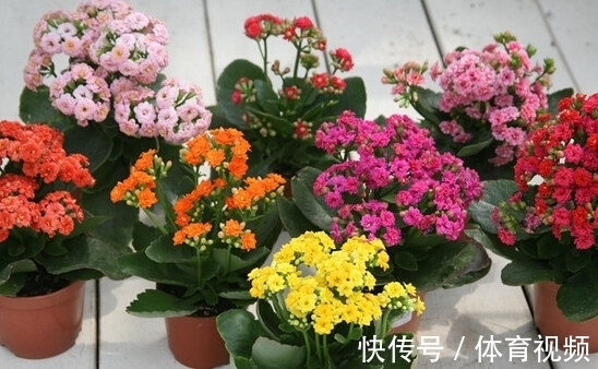 长寿花染上白粉病该怎么办?