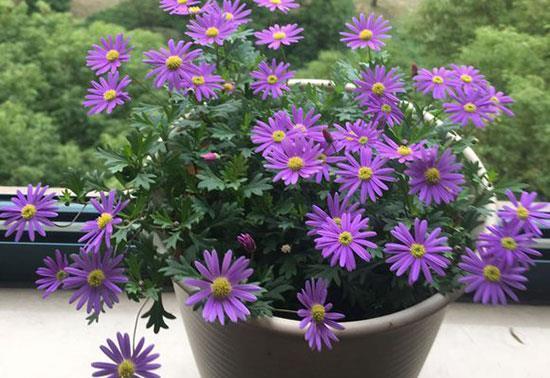 花朵|从8月12日开始，家养此款花卉，芳香满阳台，花期一到开不停歇