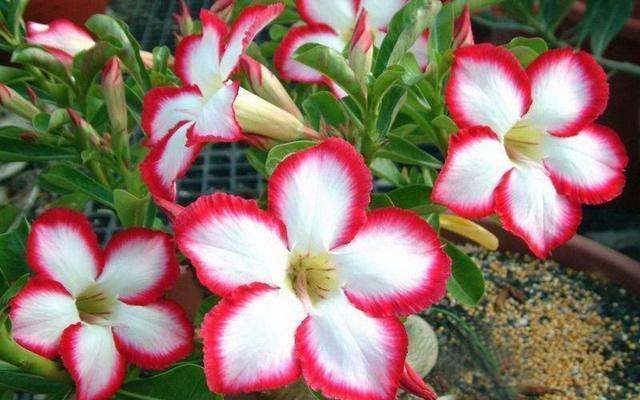 此种花一开就是一大盆,比月季还美,忘了浇水都能活!