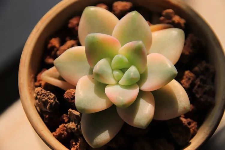 每次的剁手都是忍无可忍，无需再忍！买买买！静待肉美！