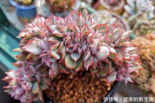 春天养多肉,半个月就变成“胖墩子”,叶子又肥又圆!