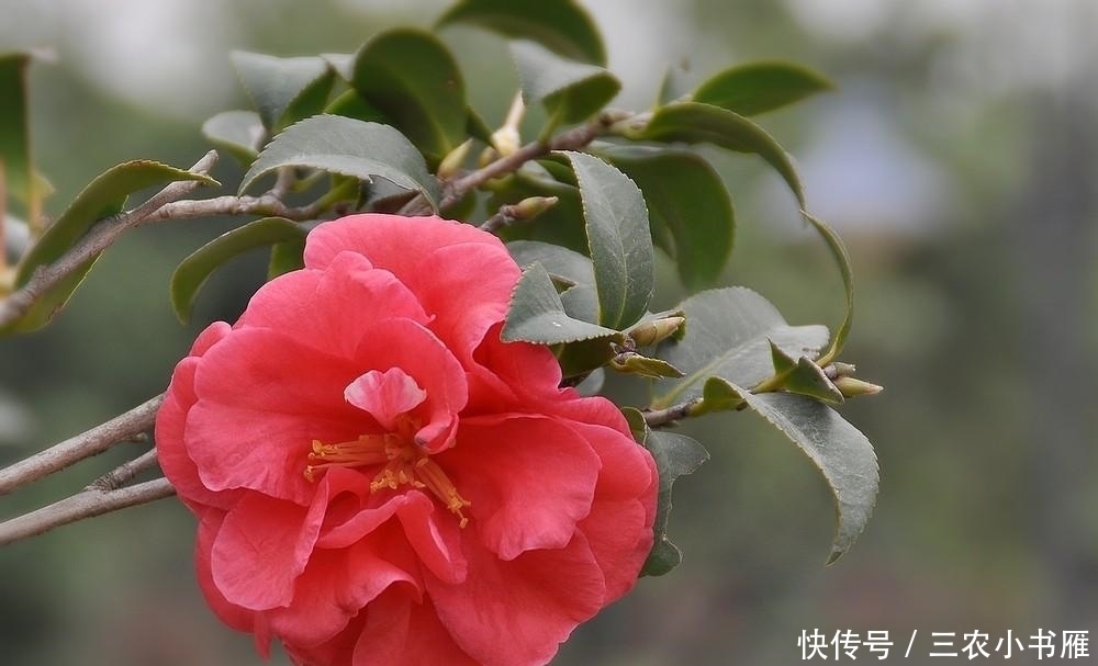 茶花经常开不起来就谢了, 花农告诉你注意什么