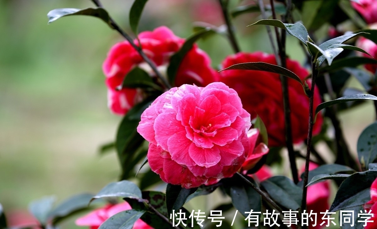 养护|八月养茶花,学会正确养护方法,冬季开花又多又鲜艳