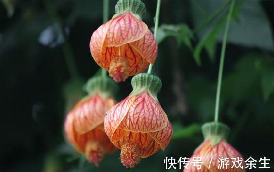 农历9月24日霜降后,养什么花?以下3种花,福星高照家庭美满