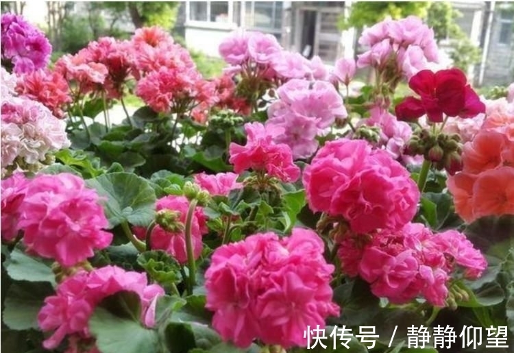 此款花卉便宜又好养,丢到阳台,四季有花开,一养就上瘾!