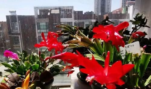 家养蟹爪兰，把握4个关键点，年年花繁叶茂！