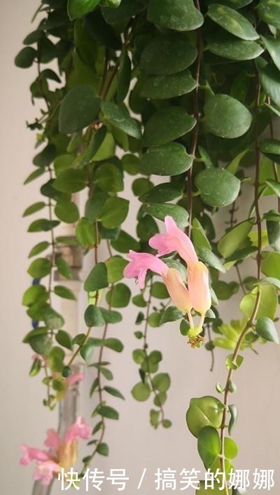 绿萝|七种耐阴的开花植物,好养如绿萝,花期不短,适合室内、北阳台养!