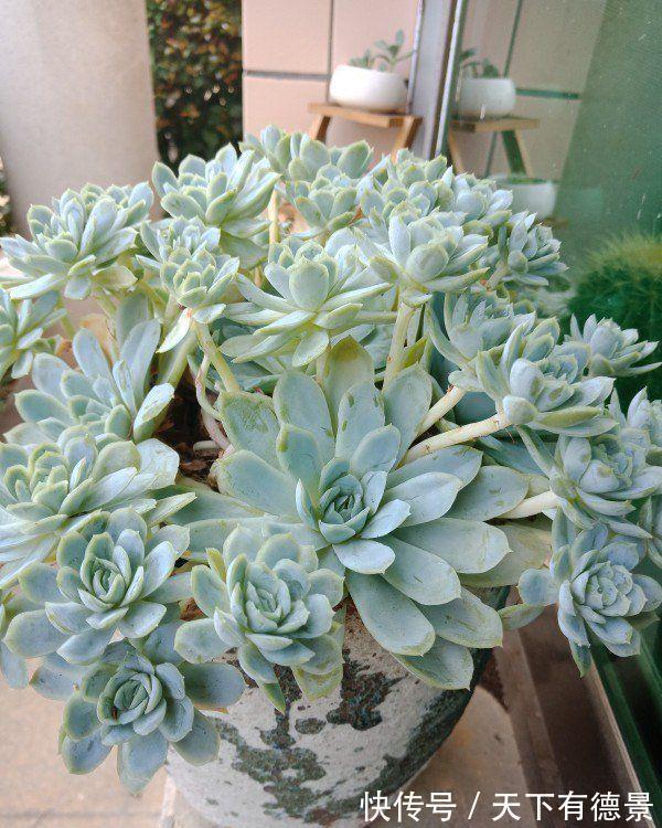 多肉狠心剃个头,呼呼长满小肉芽,20天就爆盆