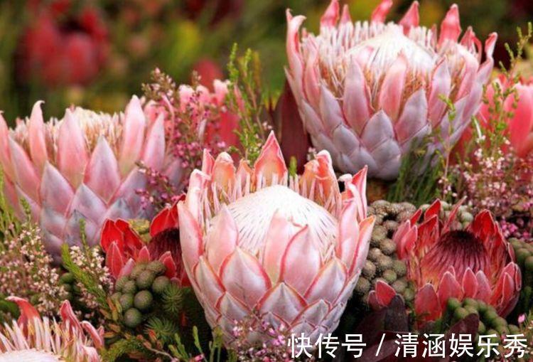 4种花养家里,事业蒸蒸日上,从年头旺到年尾,红火财运到!