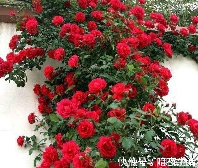 红木香|我国最香的花，插土就能活，好看又好养，一年能开180天