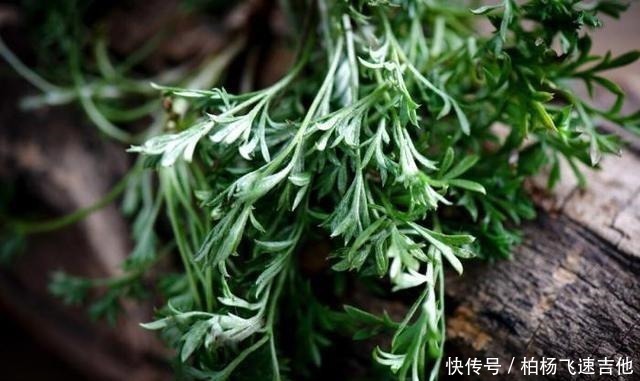 槐花菜|农村有种满身刺的木苗,村民这是“树上人参”