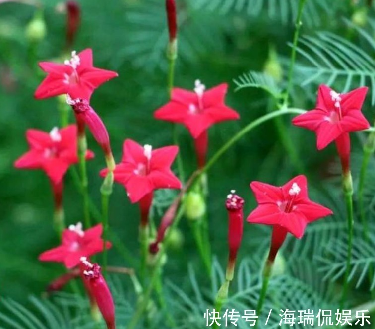 3种花，不仅名字超好听，花更漂亮，花一开美翻天，你养了吗