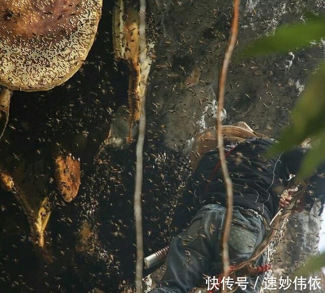 喜马拉雅山采蜜人:雪山蜜只供尼泊尔皇室享用,5倍价格都不卖