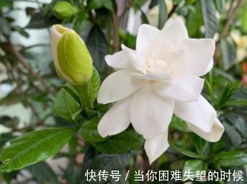 蟹爪兰花|几款花卉，不怕晒、不怕热，从秋季一直开花到冬季美极了