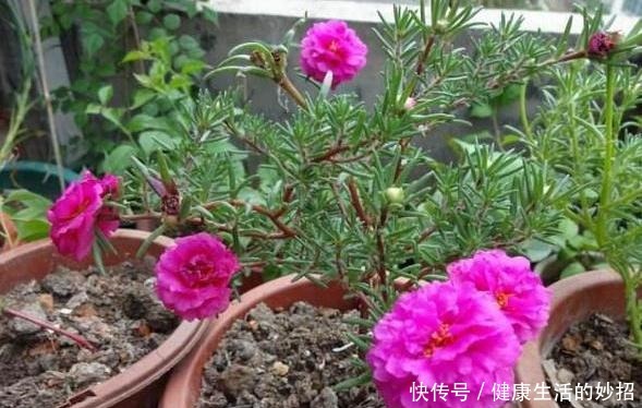 2月养花选这3种，植株疯长、砰砰开花，将阳台轻松打造成花海！