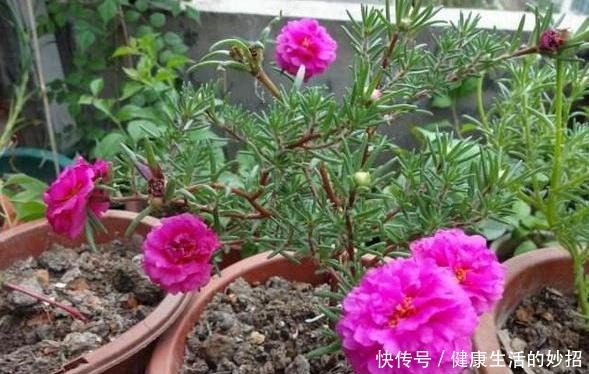 2月养花选这3种,植株疯长、砰砰开花,将阳台轻松打造成花海!