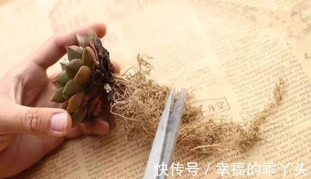 难怪刚入手的多肉会死,换盆时注意这4点,多肉一栽就活