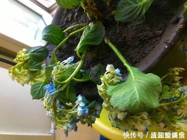 种花|垃圾桶中容易“捡到”的3种花,1分钱不花,养出几十盆,花开爆盆