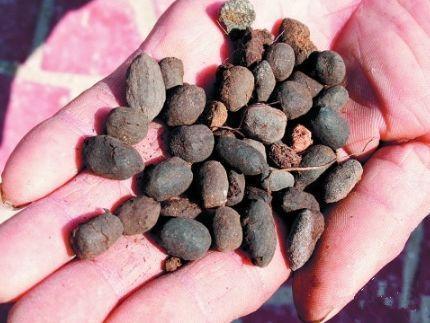 君子兰吃点“大补肥”,蹭蹭直冒“网格叶”,根系就像大白菜